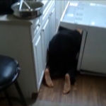 VIDEO: When PLANKING Goes Wrong + Is ?Owling? The New ?Planking??